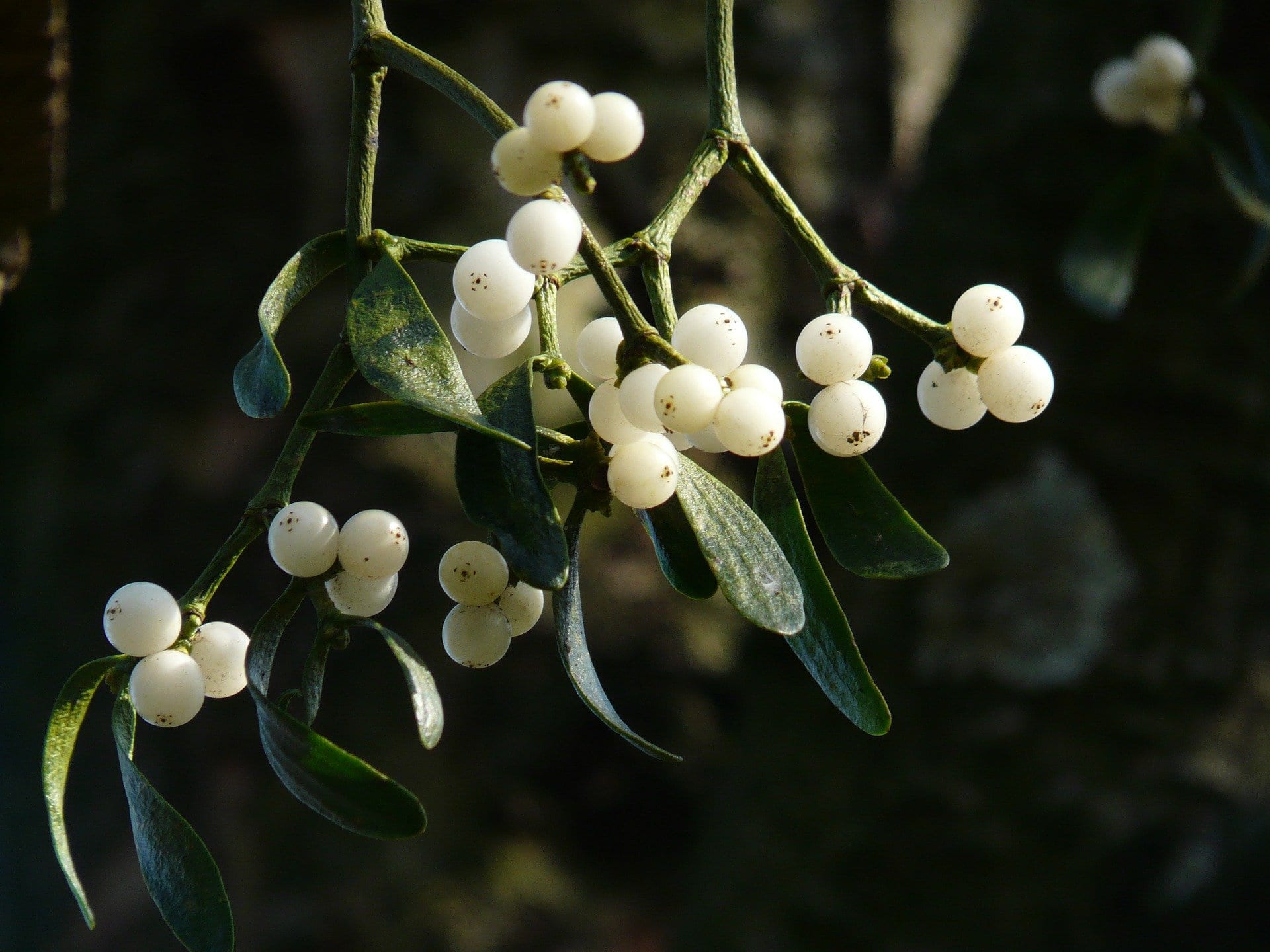 Mistletoe therapy may be effective against breast cancer